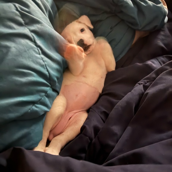 Meet your Posher, Paisyn - Picture 13 of 13